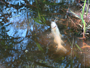 Peces muertos en el Arroyo Canelón Chico, tomadas el 28 de Enero de 2013 (en la zona 4 de la Figura 1)