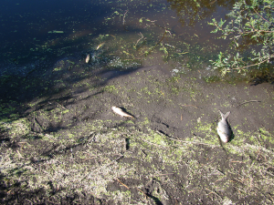 Peces muertos en el Arroyo Canelón Chico, tomadas el 28 de Enero de 2013 (en la zona 4 de la Figura 1)